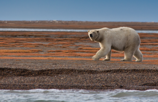 Ariu i rrallë polar u qëllua për vdekje nga policia në Islandë, pasi u konsiderua si kërcënim