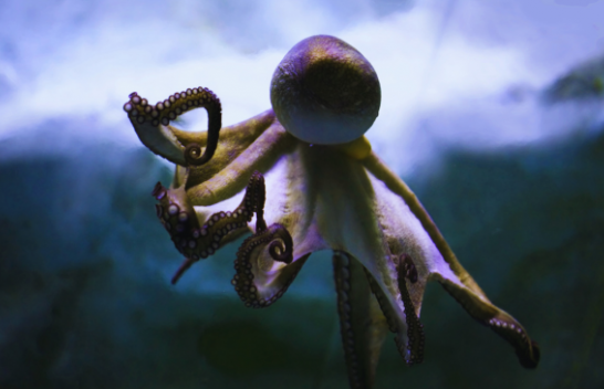 Cila specie do të bëhet dominuese në Tokë nëse njerëzit zhduken? Përgjigja do t'ju habisë