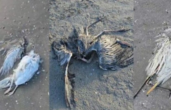 Zogjtë e ngordhur në Vlorë ishin të prekur nga gripi i shpendëve