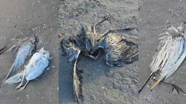 Zogjtë e ngordhur në Vlorë ishin të prekur nga gripi i shpendëve