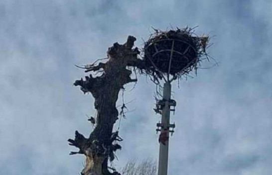 Vendoset çerdhja e re e lejlekun në Lloshkobare të Ferizajt