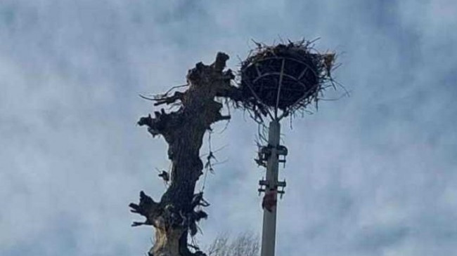 Vendoset çerdhja e re e lejlekun në Lloshkobare të Ferizajt
