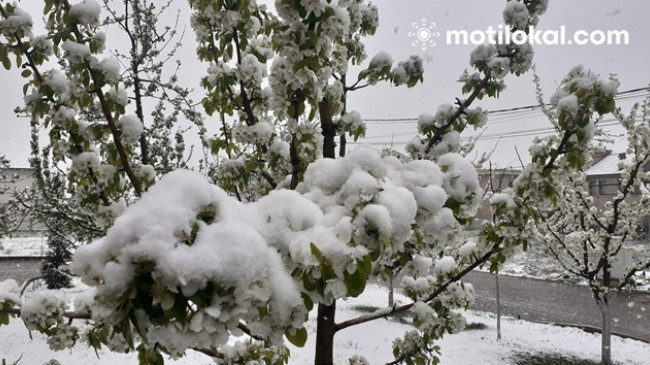 Surprizat e motit: A do të bie borë këtë pranverë?