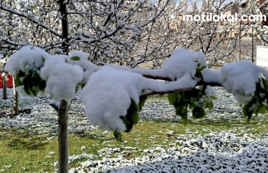 Kujdes nga ngricat pranverore! Drejtoria e Bujqësisë në Rahovec me udhëzime për fermerët
