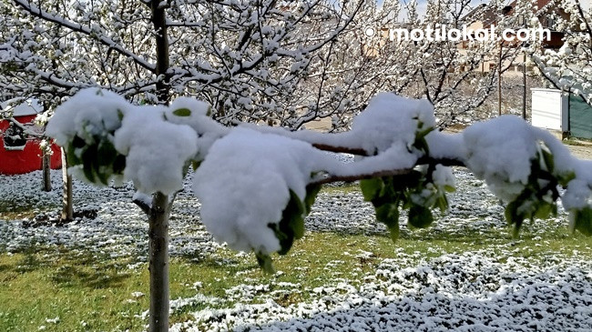 Kujdes nga ngricat pranverore! Drejtoria e Bujqësisë në Rahovec me udhëzime për fermerët