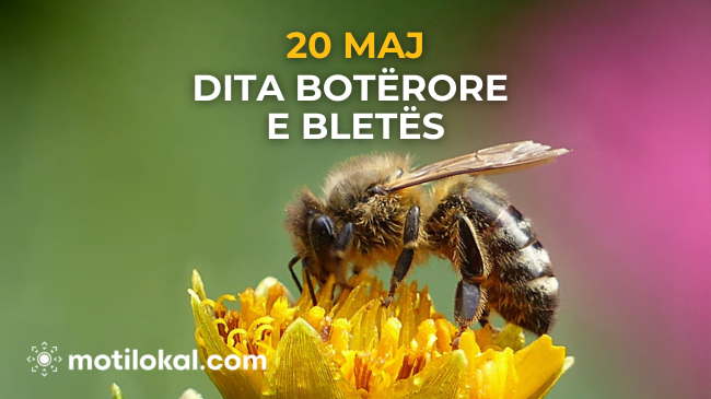 Pa bletët, nuk ka jetë – Sot është Dita Botërore e Bletëve