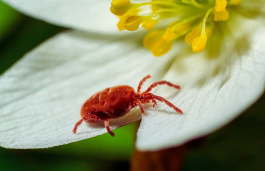Çfarë janë ato insekte të vogla të kuqe që shihni duke u zvarritur përreth?