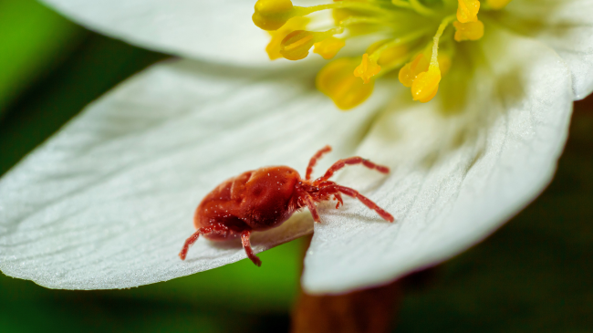 Çfarë janë ato insekte të vogla të kuqe që shihni duke u zvarritur përreth?