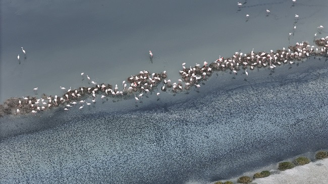 Flamingot folezojnë për herë të parë në Shqipëri