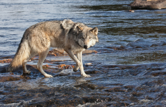 Si ndryshuan rrjedhën e lumenjve ujqërit në Yellowstone
