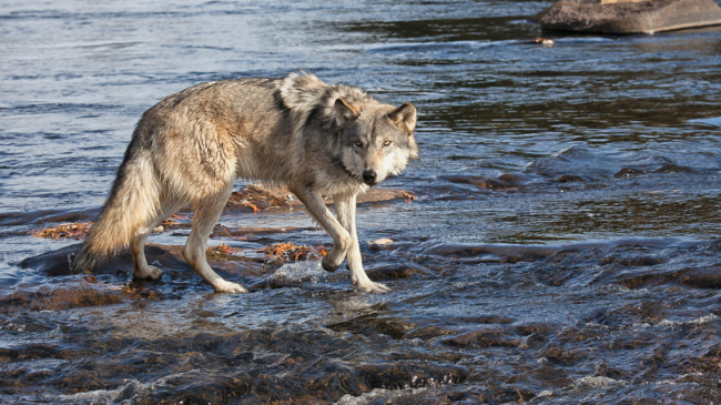 Si ndryshuan rrjedhën e lumenjve ujqërit në Yellowstone