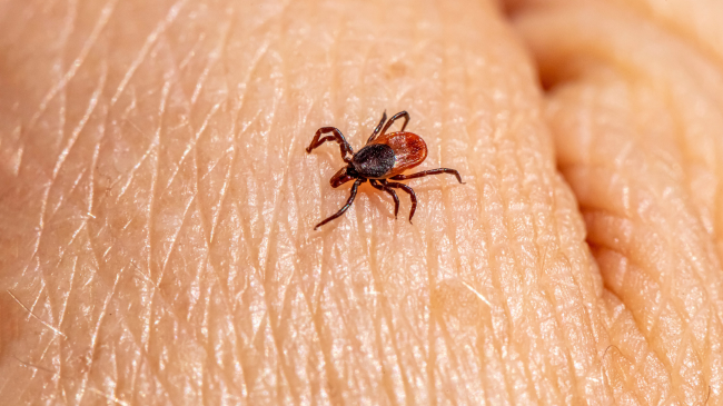 A janë rriqrat e rrezikshme për njerëzit?