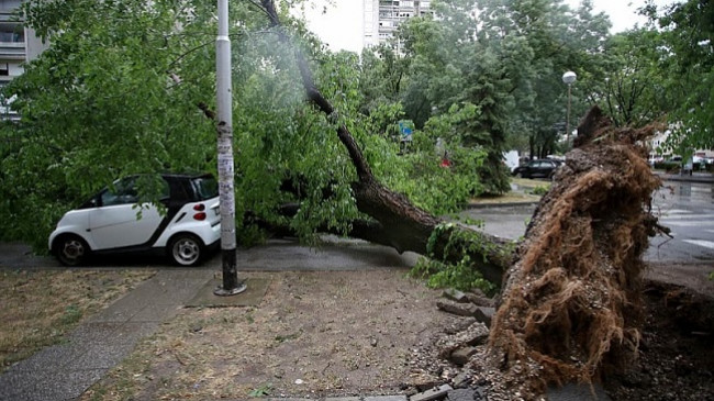 Një stuhi e tmerrshme goditi Zagrebin: Era rrëzoi pemët, duke shkaktuar dëme të mëdha