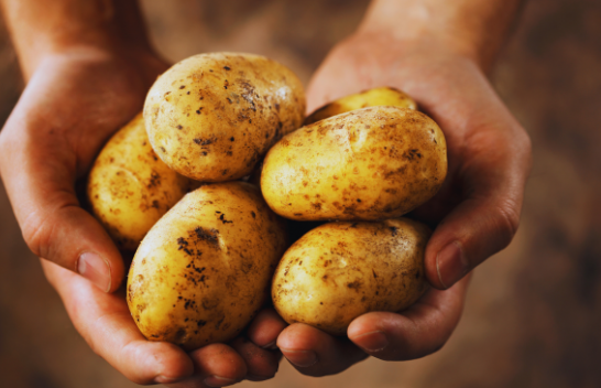 Zbulohet origjina e patates: Si ndodhi që domatja ishte "nëna" e saj