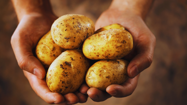 Zbulohet origjina e patates: Si ndodhi që domatja ishte "nëna" e saj