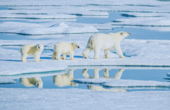 Qimet e ariut polar nuk janë në të vërtetë të bardha