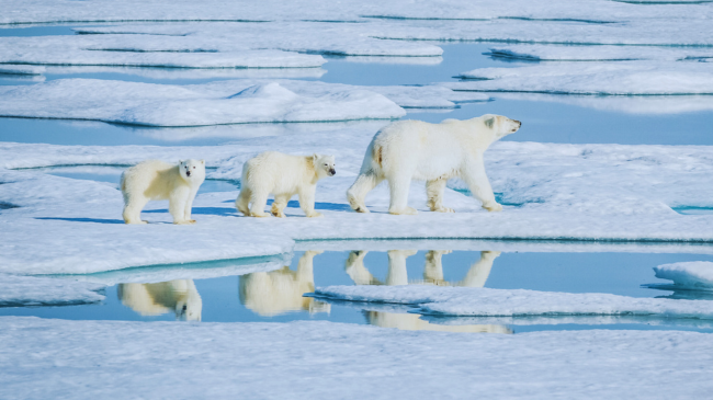 Qimet e ariut polar nuk janë në të vërtetë të bardha