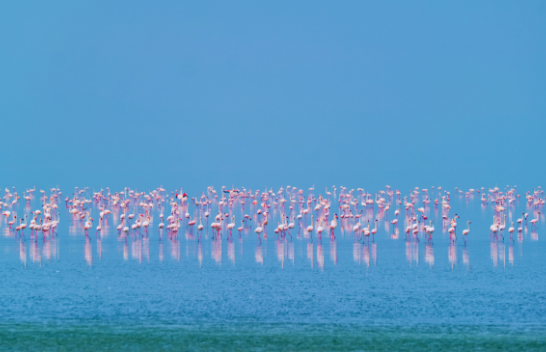 Flamingot janë rikthyer edhe për këtë sezon në liqenin e Pogradecit