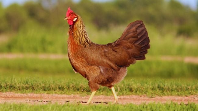 Sa gjatë mund të jetojë një pulë pa kokë?