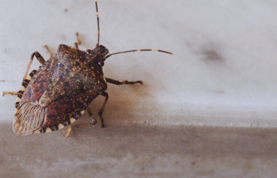 Shkenca që shpjegon pse insektet e pakëndshme mbajnë erë kaq të keqe