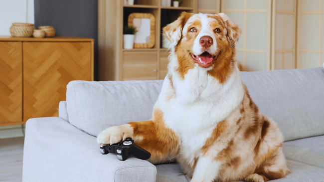 A mund të luajnë kafshët videolojëra?