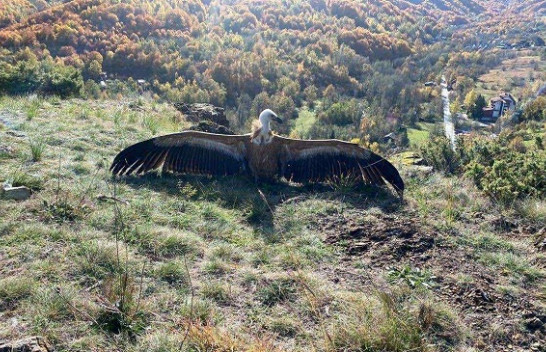 Lëshohet i lirë në habitatin e tij natyror Coftinarit kokëbardhë