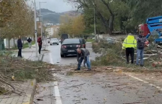 Vlorë, era e fortë rrëzon pemët dhe bllokon rrugët