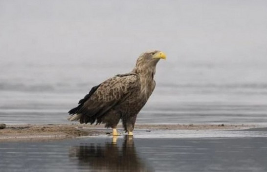 Një shpend i zhdukur po rikthehet në Shqipëri