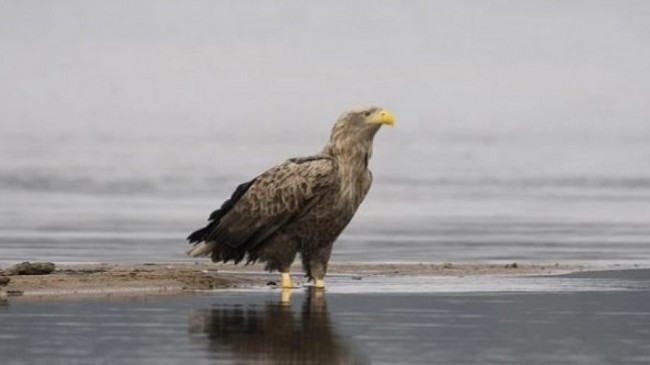 Një shpend i zhdukur po rikthehet në Shqipëri