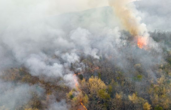 Tymi i zjarreve në pyje mund të lidhet me një rritje të sjelljes së dhunshme