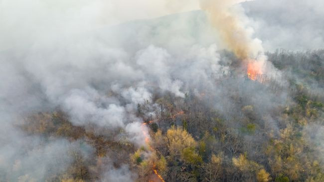 Tymi i zjarreve në pyje mund të lidhet me një rritje të sjelljes së dhunshme