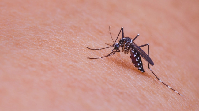 Infektologu paralajmëron: Pickimet e mushkonjave nuk janë vetëm bezdi