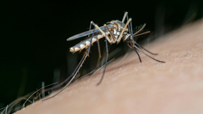 Mushkonjat kanë mbërritur në Islandë: Insektet bezdisëse janë një paralajmërim i madh për Arktikun