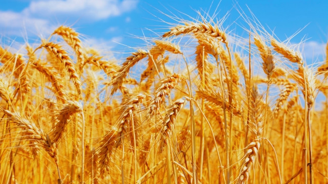 Ne konsumojmë shumë grurë - Por si mund të prodhojmë më shumë në një klimë që po ndryshon?
