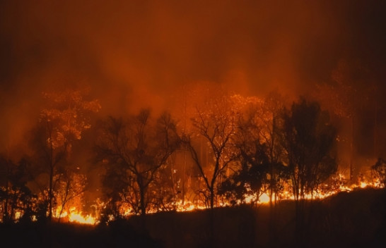 Humbja e pyjeve bie, por El Niño ndez rrezik të ri