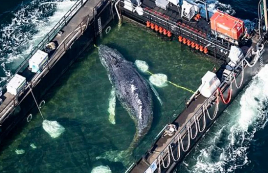 Operacioni i madh i shpëtimit të balenave shkakton zemërim - Milionerët paguajnë për ta shpëtuar, "le të ngordh", thotë biologu i Greenpeace