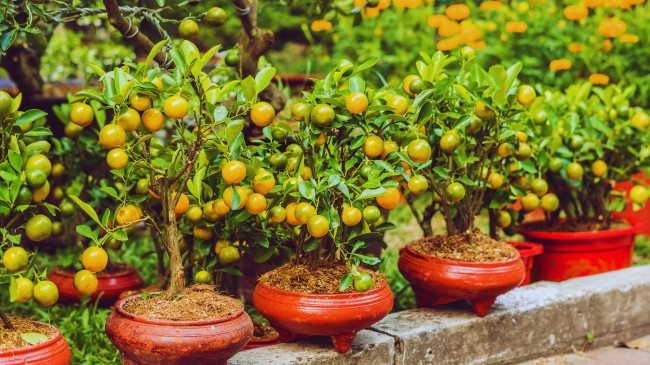 Nëntë pemë frutore ideale për oborre të vogla, sipas ekspertëve