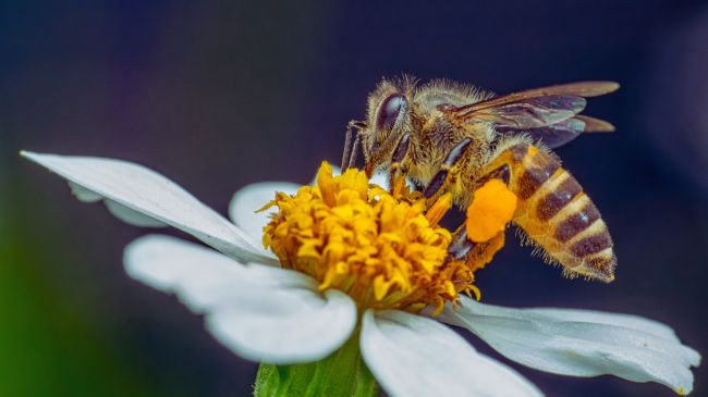 Më pak insekte, më pak të korra ushqyese: Rënia e pjalmuesve vë në rrezik shëndetin e njeriut