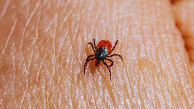 Infektologu paralajmëron: Rriqrat dhe rreziku nga Anaplasma phagocytophilum në sezonin e ngrohtë