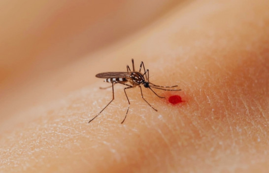 Evropa rrezikon të kthehet në vatër të chikungunyas për shkak të nxehtësisë