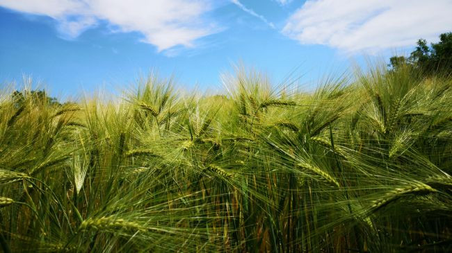 Shëndeti i tokës mund të jetë mbrojtja më e mirë e Evropës ndaj thatësirës