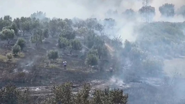 Zjarr në sipërfaqe me ullinj në Fier, në aksion zjarrfikësit dhe banorët