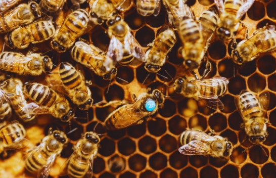 Mbretëreshat e bletëve të mjaltit mbrohen nga pesticidet, por kolonitë e tyre paguajnë çmimin