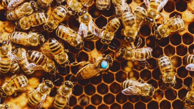 Mbretëreshat e bletëve të mjaltit mbrohen nga pesticidet, por kolonitë e tyre paguajnë çmimin