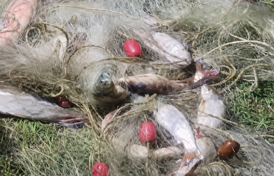 Konfiskohen rrjeta ilegale në Ujman dhe disa lumenj, gjenden dhjetëra peshq të kapur