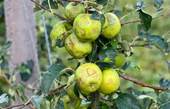 Ministria e Bujqësisë jep rekomandime për trajtimin e pemëve frutore pas dëmtimeve nga breshri
