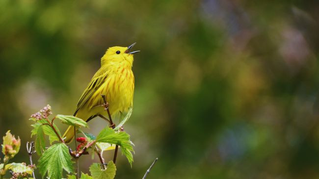 Kënga e zogjve mund të lehtësojë stresin në vetëm 10 minuta
