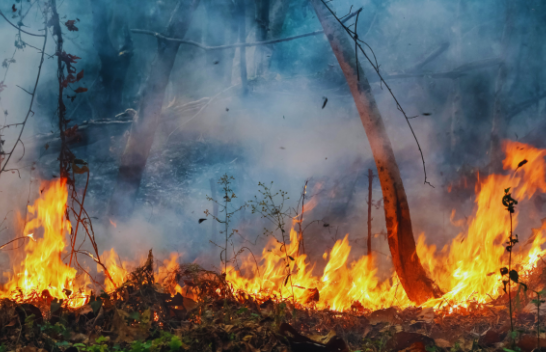 Zjarret dëmtojnë natyrën dhe biodiversitetin, pasojat mund të zgjasin me vite