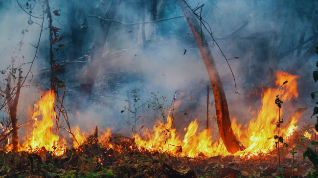 Zjarret dëmtojnë natyrën dhe biodiversitetin, pasojat mund të zgjasin me vite
