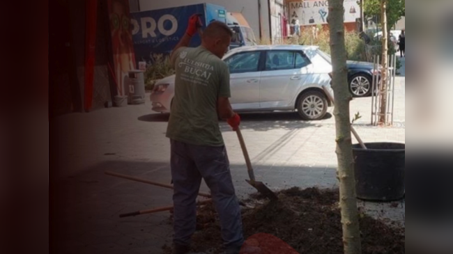 500 euro gjobë për prerjen e një druri dekorativ në hapësirë publike në Fushë Kosovë